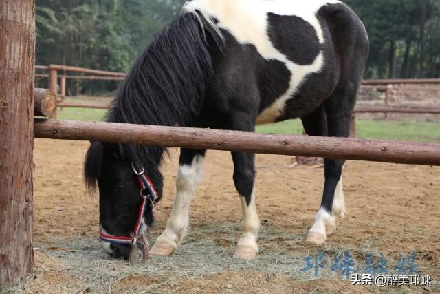 近悦远来·营城兴业丨逛营地、骑骏马！邛崃首家马术野骑营地开启乡村游玩新体验