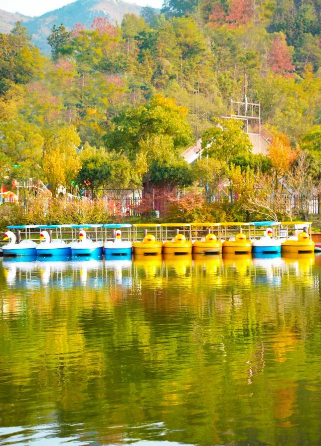 秋日限定浪漫！1000亩银杏染成“黄金海”