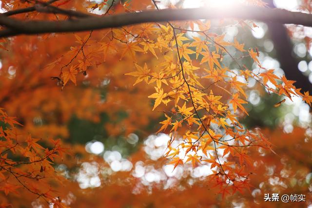 层林尽染，上海红叶特色公园闵行红园枫叶色彩斑斓进入最佳观赏季