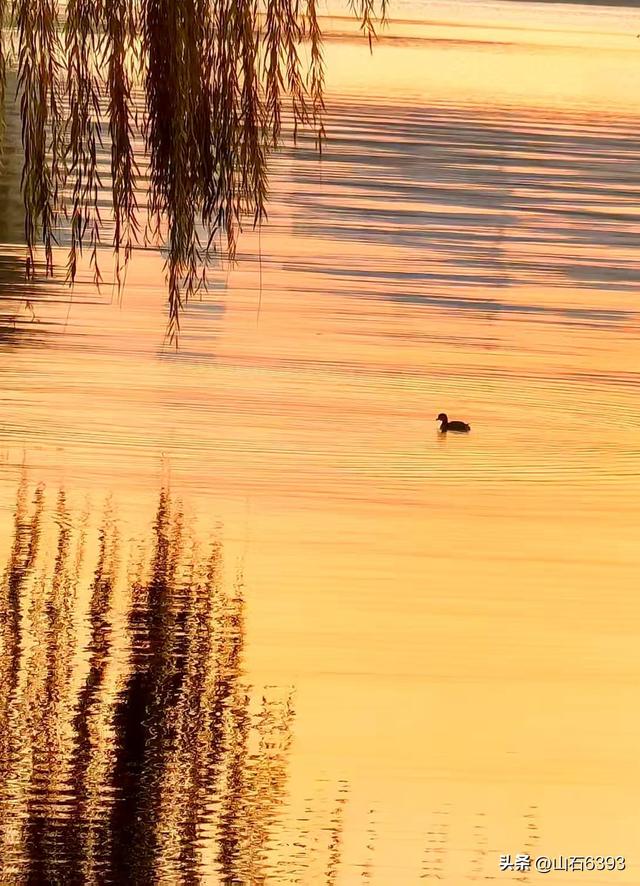 新华社原军事记者陶俊峰泉城美拍：《初冬大明湖晨曦美景》