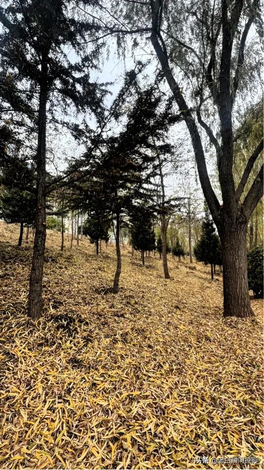 温柔缱绻的秋韵,兰州之美让季节变得更活泛了