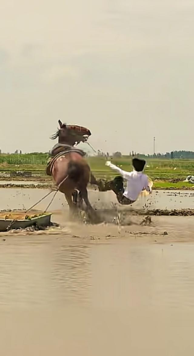 贺娇龙女士意外细节！被马蹄踢中了头部，出事前好友就提醒过换马