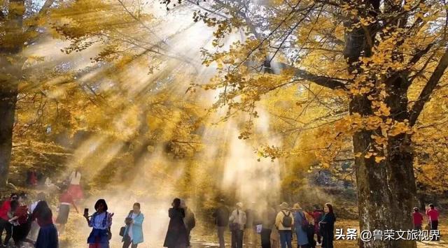 南方四境藏金秋：四大银杏秘境的温柔时光