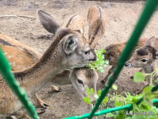 西安地铁10号线直达,承载708090后人记忆的未央湖公园变样了!