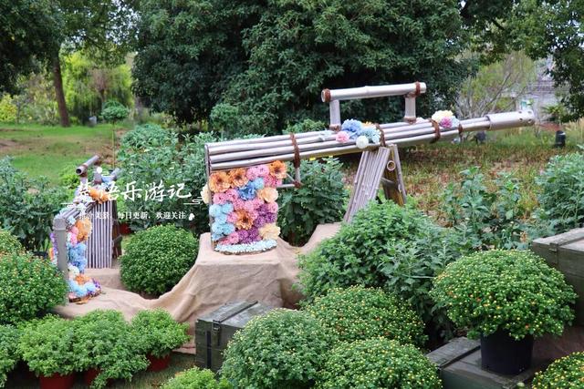 宁波这个网红菊花展已经上线，花还没开但景色很美，快来先睹为快