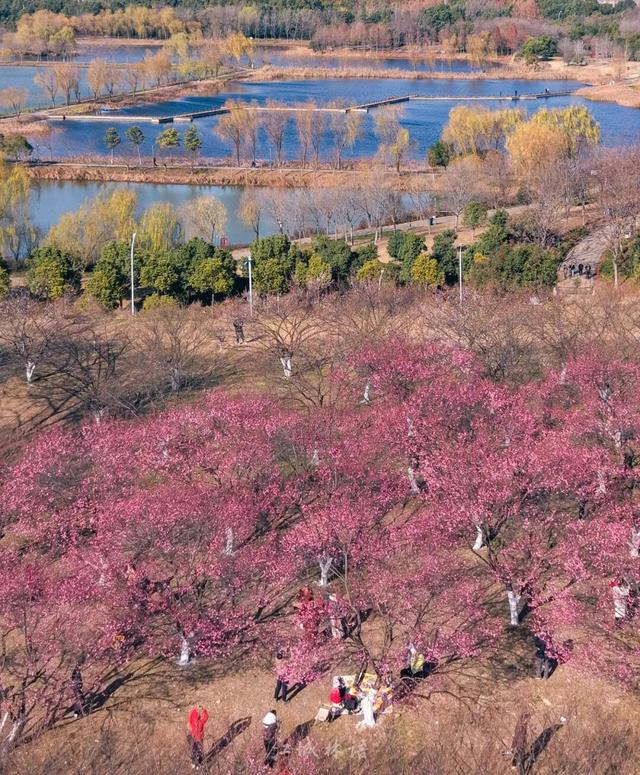 粉色花海开爆！武汉每个区都有，116处全部免费