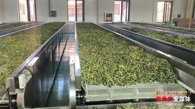 沿着黄河遇见海丨农旅融合多元业态让古老黄河故道焕发新生