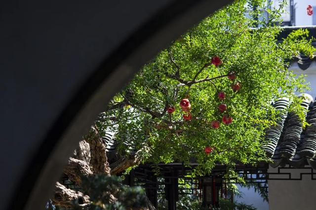 只在怡园：与一棵百年石榴的秋日邂逅