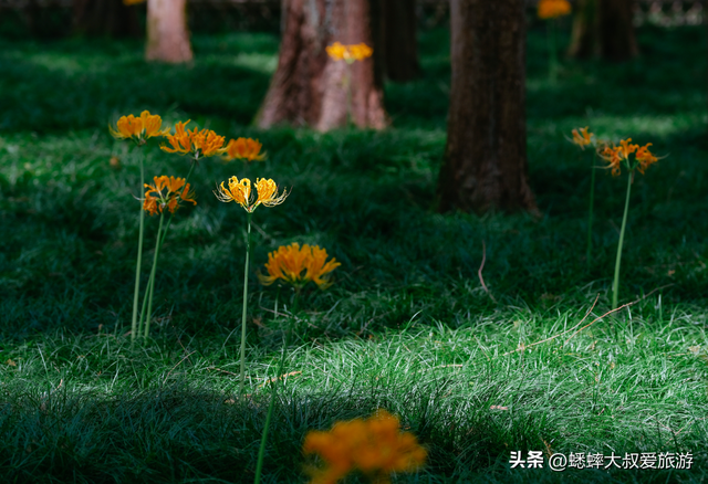 杭州顶流石蒜花正式开赏，六大区域一展览，可满足秋日梦幻之行！