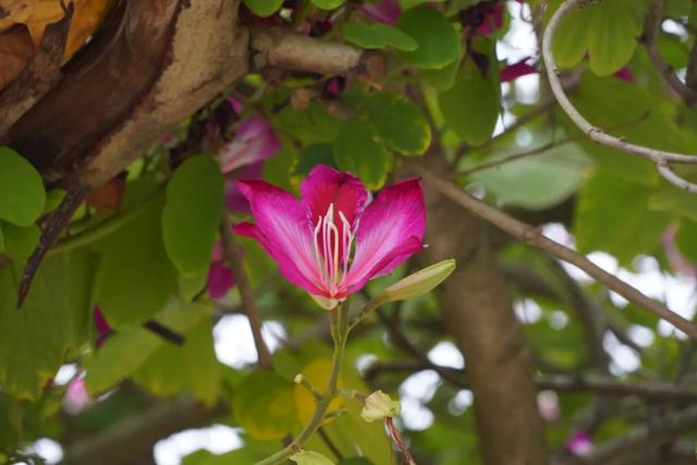 请查收！怀集发来花色请柬