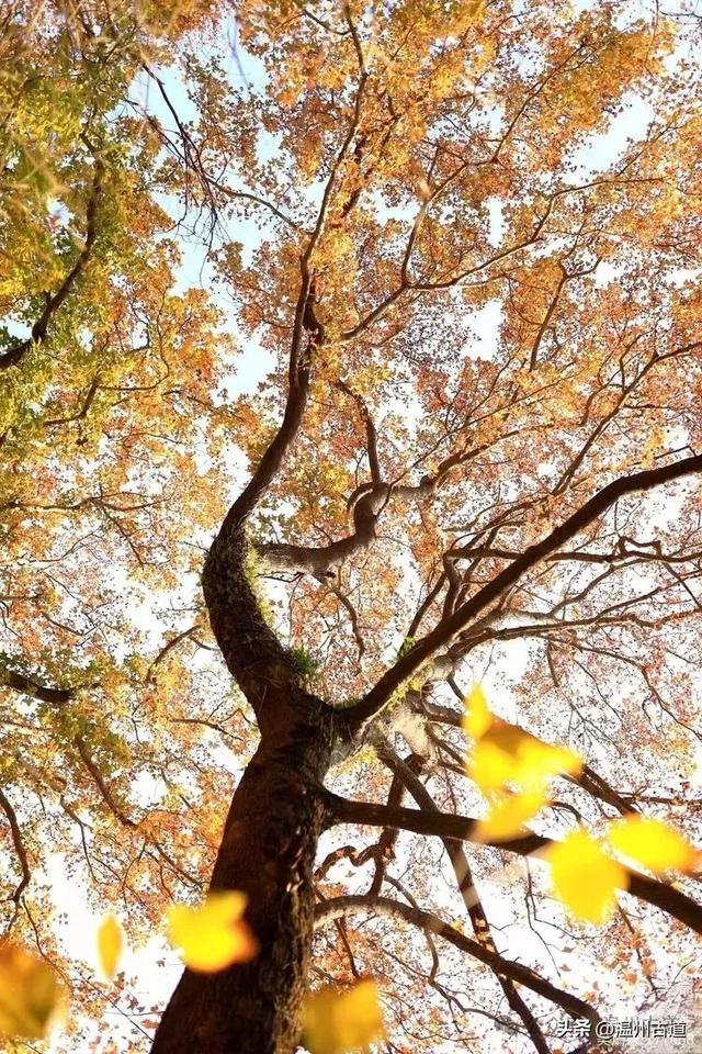 现场报道:这条离市区很近的著名红枫古道已枫情万种,徒步正当时