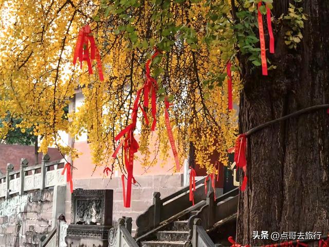 成都龙泉山有多少千年银杏，让人意外，居然有刘备亲手种的！