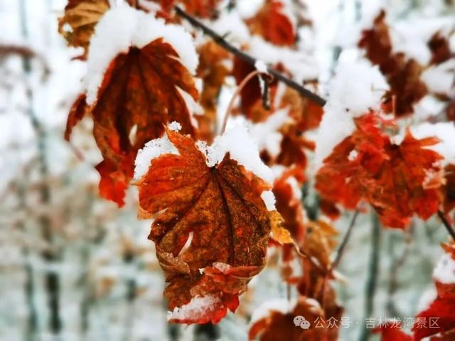 央视都来打卡！龙湾四方顶的玉树琼花，美成冰雪天花板