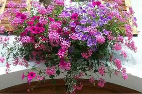 磷酸二氢钾适合用到哪些花？使用时机和技巧注意！图片