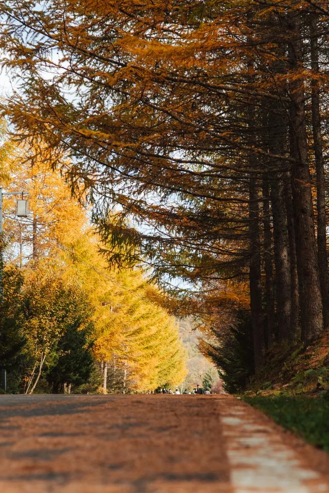 你的黎坪门票,在留坝还能这样用?紫柏山免费等你登顶!