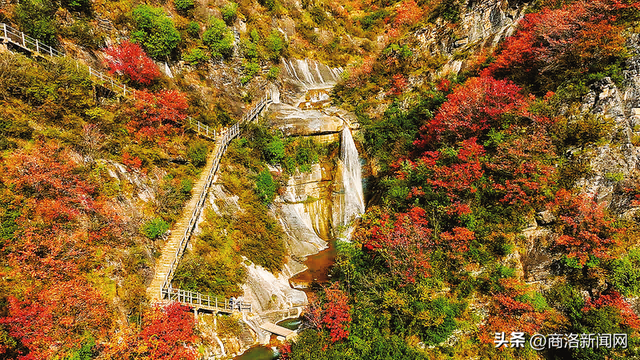 枫叶红落叶黄 商洛秋浓好风光