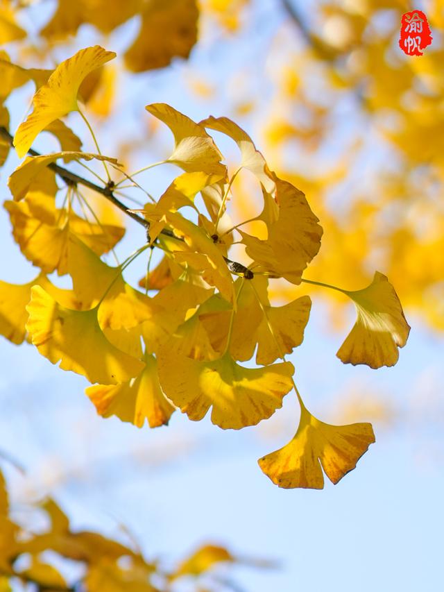 重庆中央公园的银杏黄了，奉上游玩秘籍与拍照攻略，喜欢速来