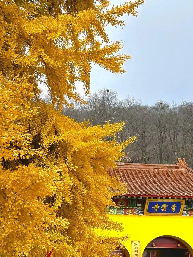 潍坊美景“告急”！这些地方错过等一年！