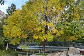 彩叶斑斓秋光艳 到石津灌渠文化公园看白蜡图片