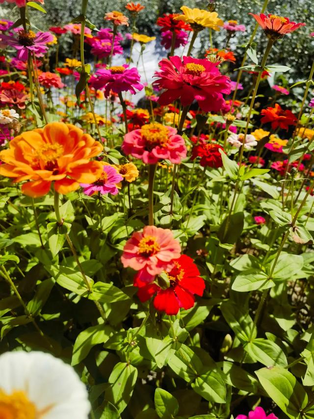 太美了！肇庆高要百亩菊花盛开