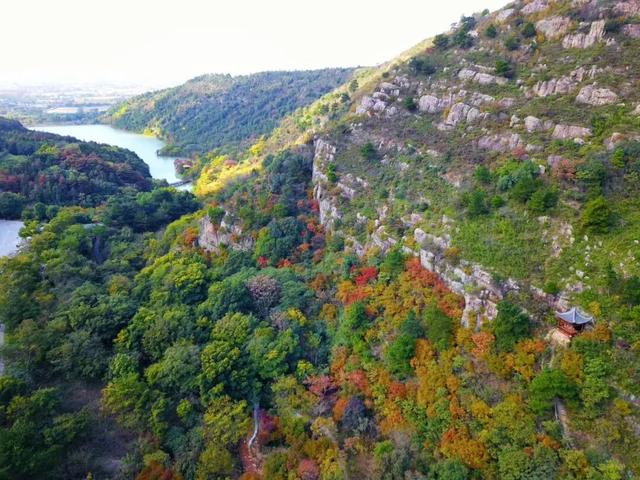 博望区“西红柿炒蛋”树上线
