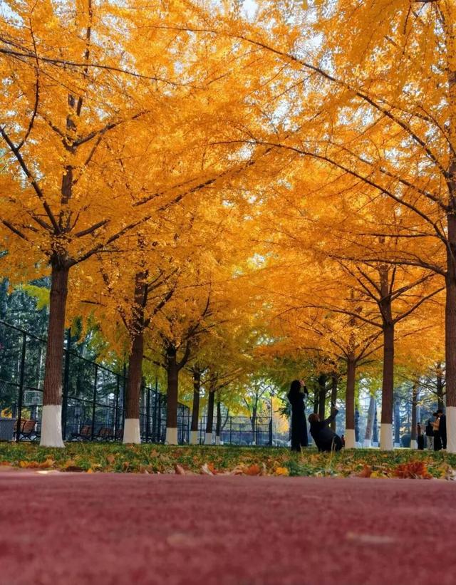 肥城秋冬的童话，收到了吗～满满诗意，满满爱！