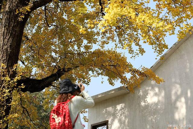 说起红叶就知道栖霞山和天平山？江南赏秋花样不要太多