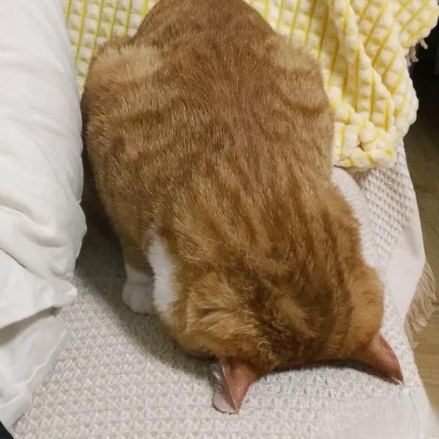 家里唯一一个不熬夜的！