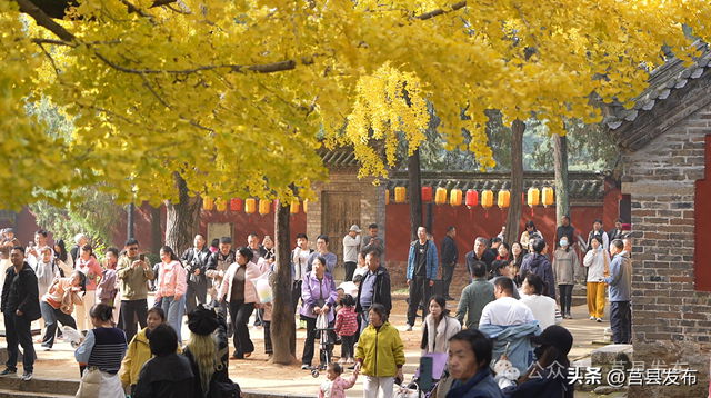 首日突破10000人！浮来山银杏季从从容容花式“宠客”！