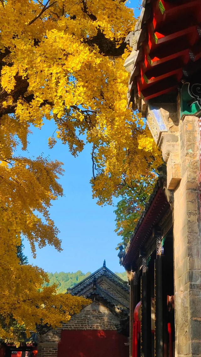 日照深秋“顶流”已就位！这组上新的“屏保”，绝美！