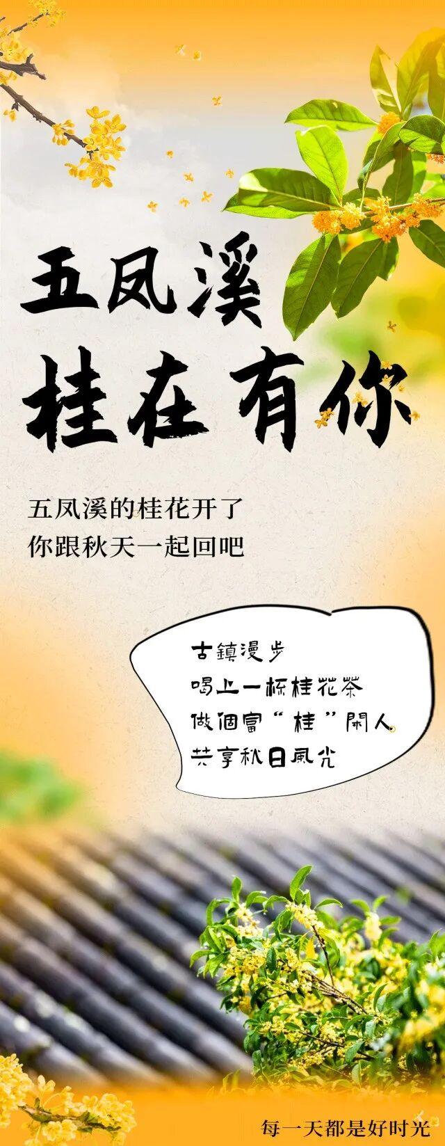 桂花开满了，总要去一趟五凤溪吧~