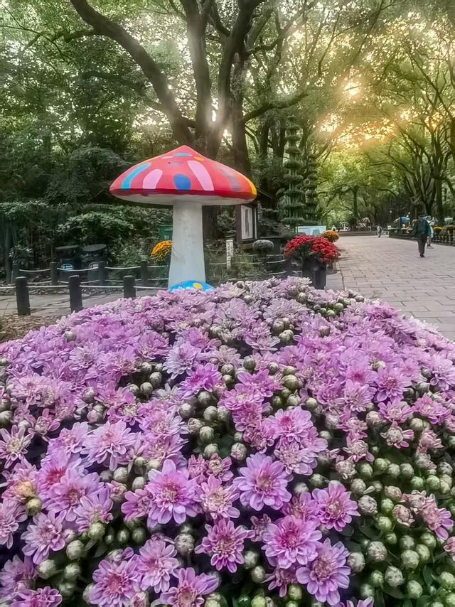 11月30日:2025年上海菊花展华丽登场