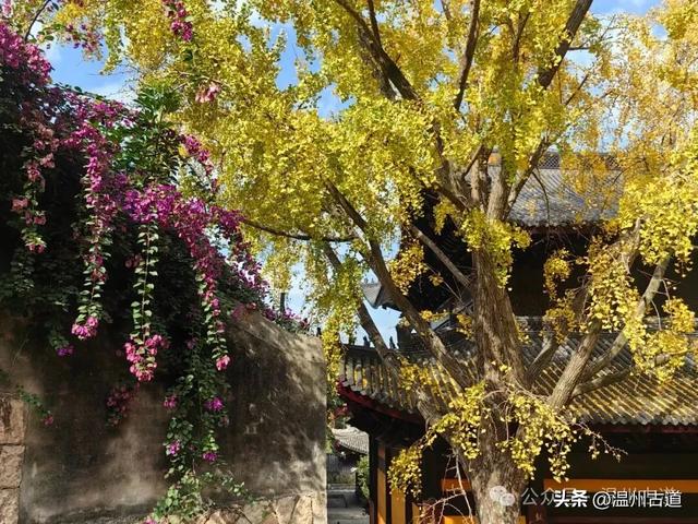 一树金黄，满城风雅！温州这棵著名的古寺银杏再不去就要落叶了