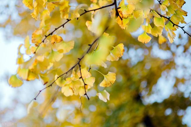 咸阳的秋浸着秦汉底蕴油画，这4 处赏秋地藏着不输长安的千年浪漫