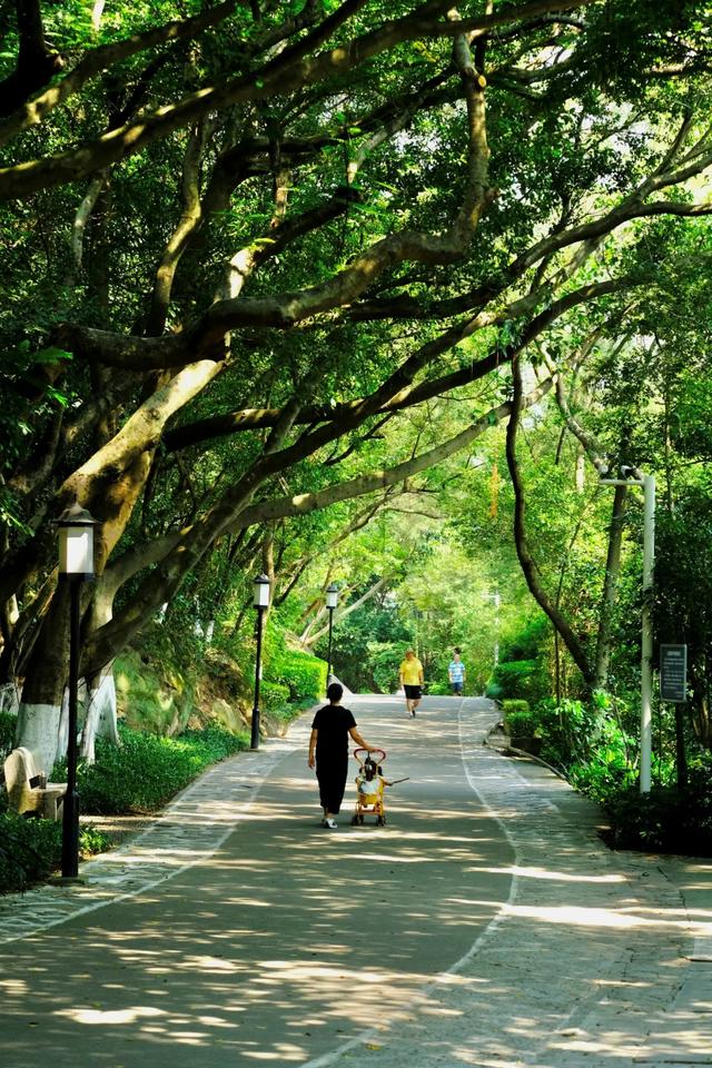 树“隧道”、海上潮玩、峡谷氧吧、飞瀑流泉……解锁山海清凉之旅→