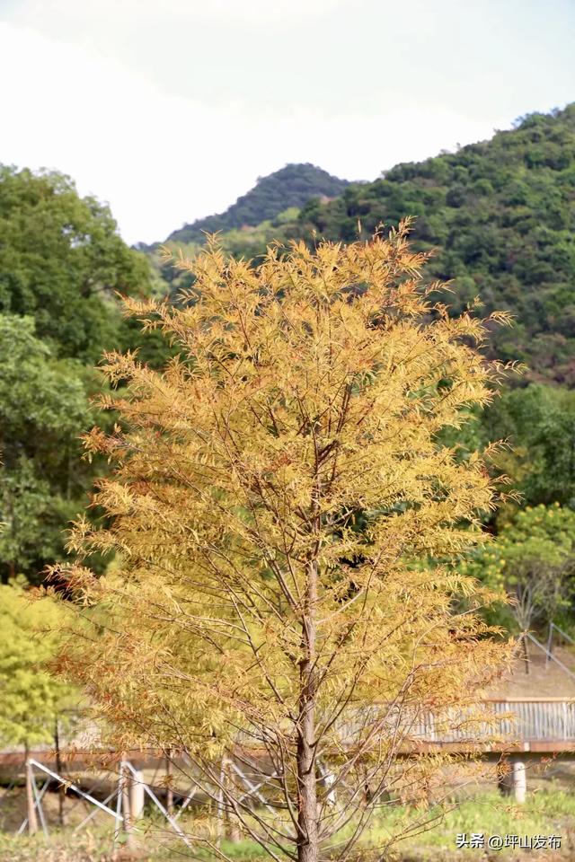 落羽杉红了！深圳坪山最浪漫的“美拉德季”如约而至