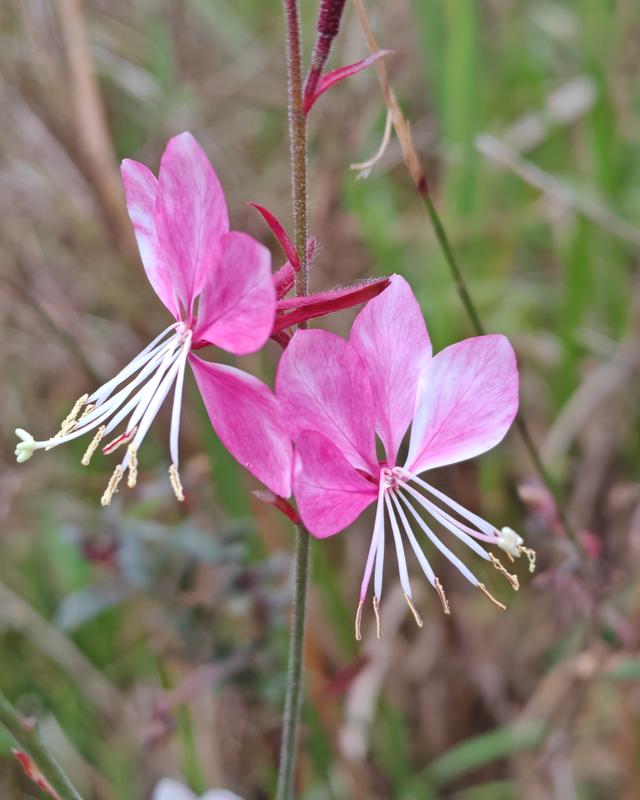 繁花似锦的秋天