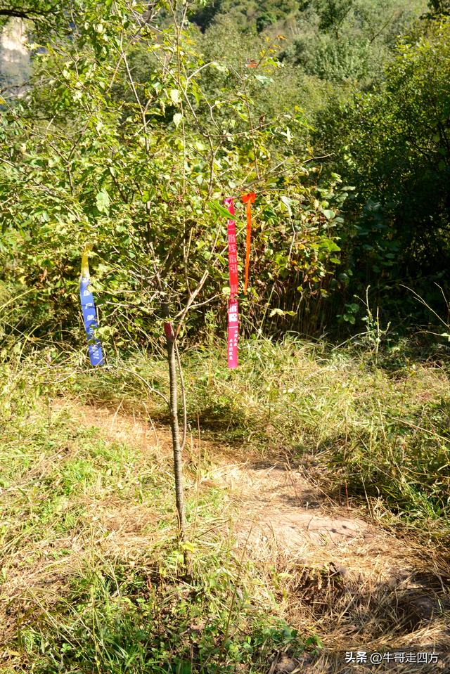 延庆应梦寺（五）：山巅极目收千嶂，林海听风涤尘心