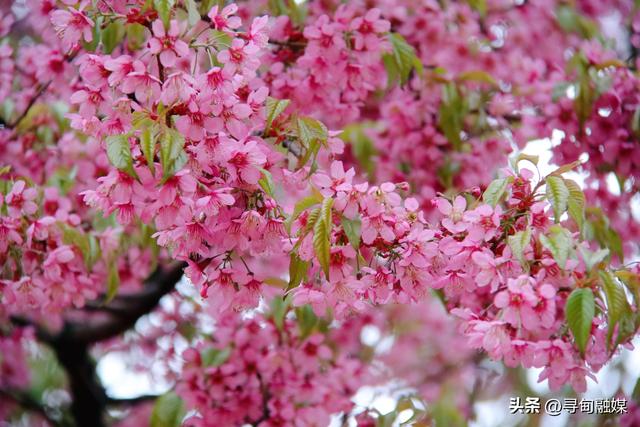 寻甸羊街：故乡的冬樱花盛开