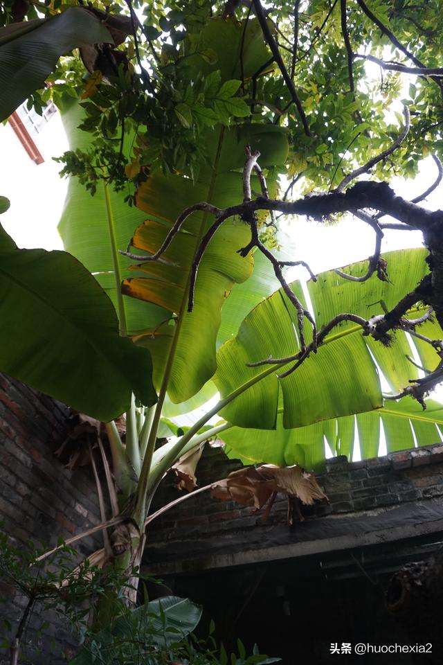 佛山真好逛——大墩村阿志茶空间