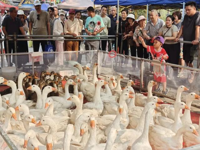 象脚鼓声里的春日浪漫！勐罕镇这场攀枝花节，把“诗和远方”都揉进了烟火人间