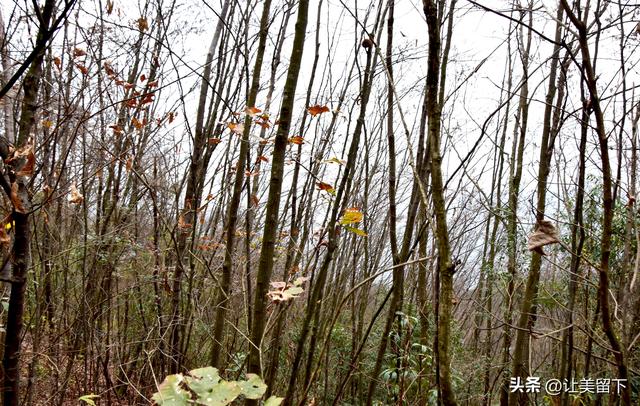 一条路，落叶无迹——贵州冬日风光