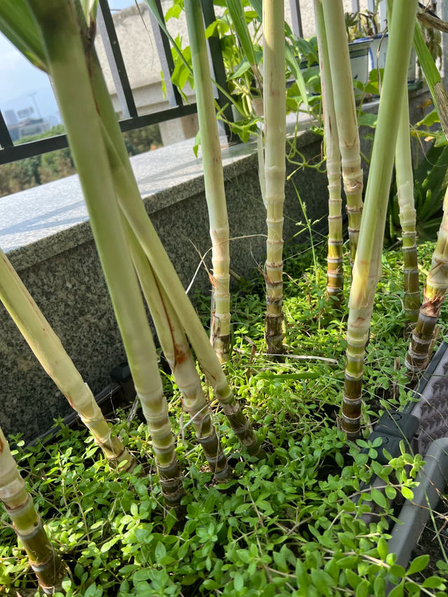 浙江女子晒出爸爸种的甘蔗，大大小小塞满一阳台，网友直呼大神