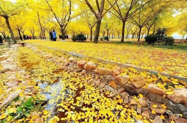 临沂人游临沂｜赶郯城大集吃刚出锅的烧鸡，初冬游古郯烟火