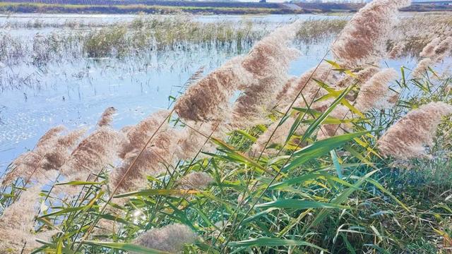 自然之美！初冬的芦苇花，蟠龙河畔一道亮丽的风景线！