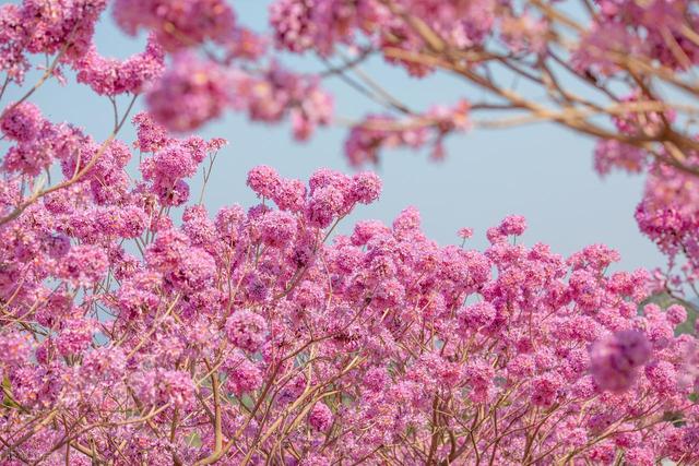 没门票没停车费！广东江门两个紫花风铃木花海，正是观赏期人还少