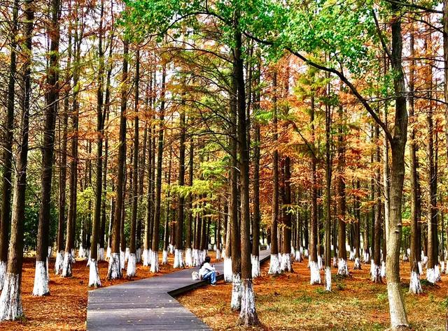 秋色斑斓美如画