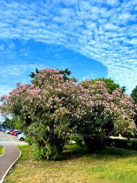 阴花不能进阳宅！这5种花“打死”也不养，家里若有？快挪走！