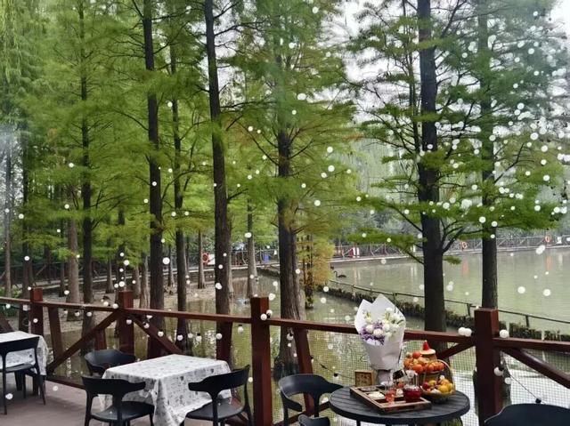 趁天晴出发！洛阳这片杉林红了！无需门票…