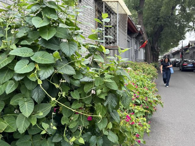 胡同不一“Young” | 豆腐池胡同：“龙尾之要”所在地